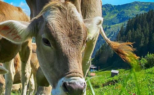 Over a hundred cows died of anthrax in Croatia, and people, including children, became infected