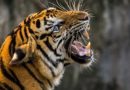 Company plans to revive Tasmanian tiger