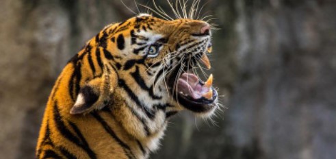 American company plans to revive Tasmanian tiger