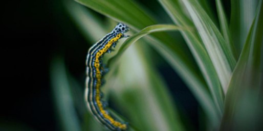Caterpillars can cause anaphylactic shock on humans