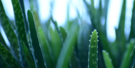 4 benefits that aloe vera extract brings to the skin
