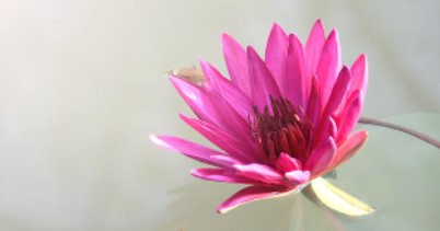 Why is lotus considered a natural 'sleeping pill'?