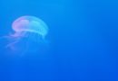 The study of jellyfish reveals the mystery of an immortal life