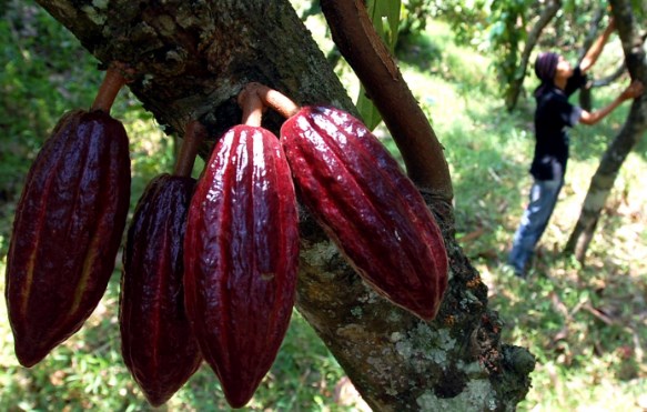 Proses Pemanenan Buah Kakao