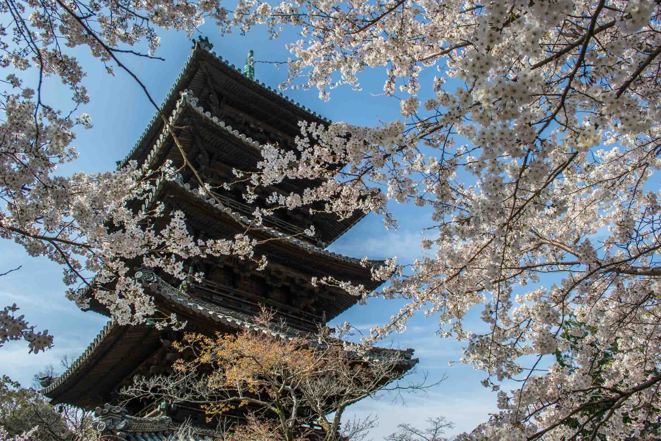 Floraison des Cerisiers Sakura au Japon - Previsions Printemps 2018 Pagode Nagoya