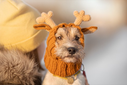 Terrier wearing an orange knitted hat and scarf combo with some built-in antlers