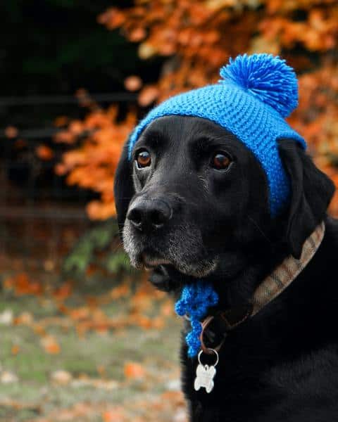 Black lab wearing a blue knitted hat with a puff ball on top. He's outside in the fall time.