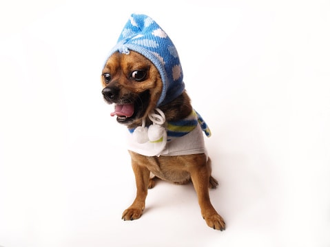 Small brown dog wearing a knitted, pointing cap that is blue with some clouds in the design.