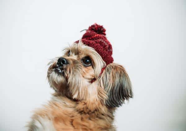 Yorkie wearing a tiny, maroon, knitted hat and looking up.