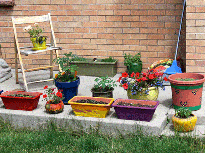 Container Gardening Wildflower, Container Gardening In New Mexico