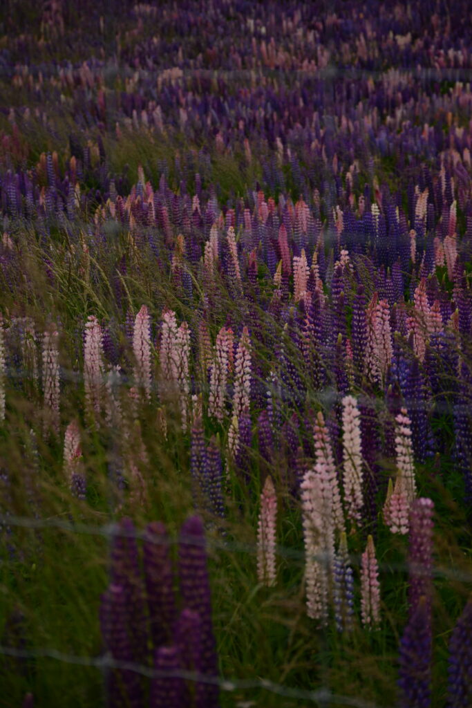 One of many Lupin flower fields.