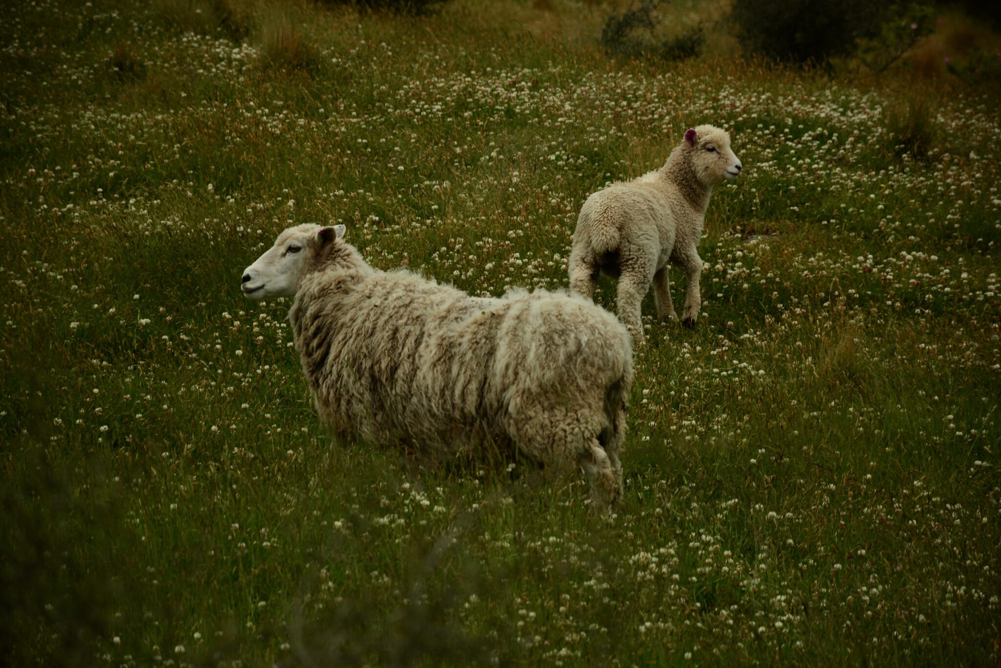 Sheep on a pasture near Mount Sunday.