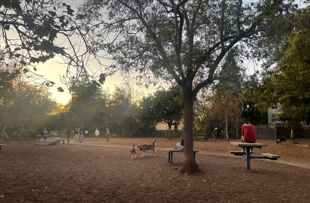 Dogs run around Berkeley's Ohlone Dog Park.