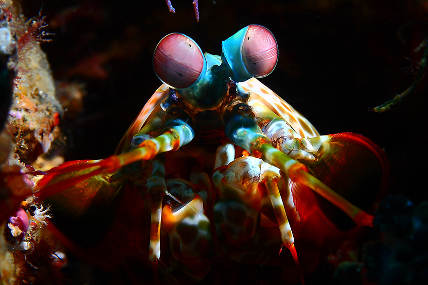 underwater-creatures-indonesia-1.jpg