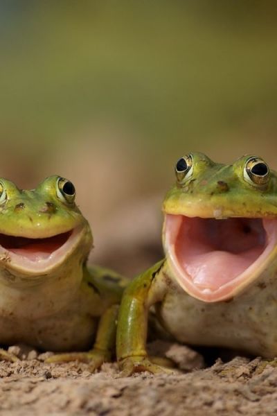 31 Super Happy Animals That Will Leave You Smiling