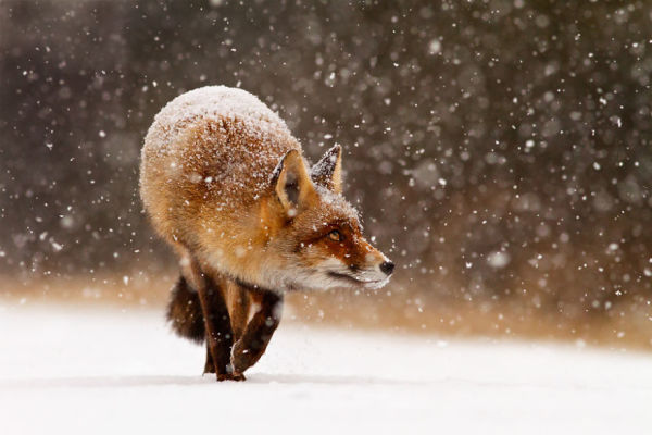 Beautiful Photographs of Foxes Playing in Snow by Roeselien Raimond