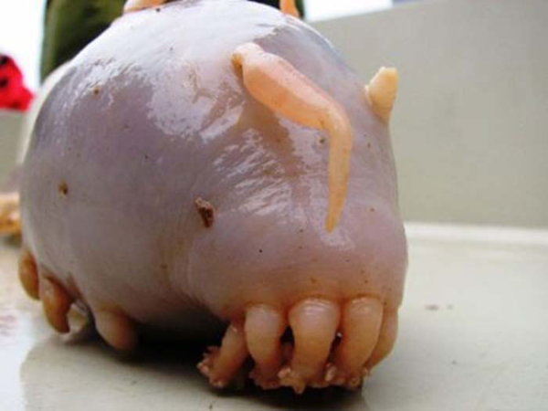 The 33 Most Terrifying Animals in Existence | Creepy Animals Gallery