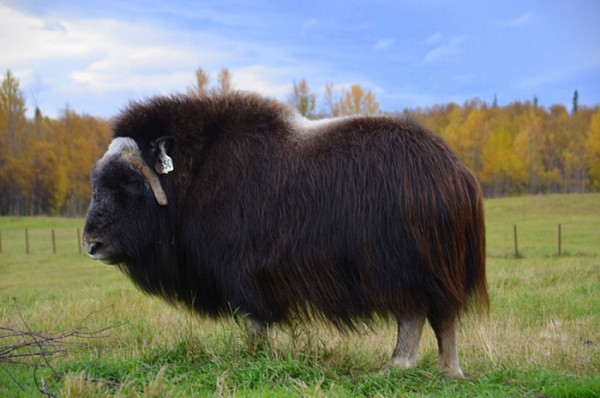 27 Animals That Have Better Hair than You