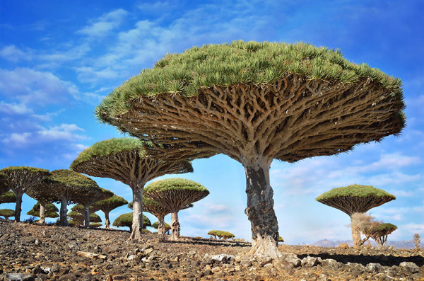 18 Of The Most Beautiful Trees In World, Most Beautiful Landscape Trees