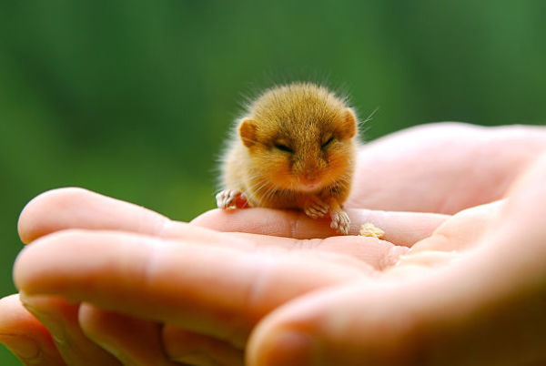 38 Adorable Cute Small Animals That Will Fit in the Palm of Your Hand