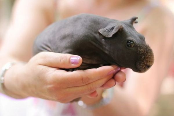 38 Adorable Cute Small Animals That Will Fit in the Palm of Your Hand