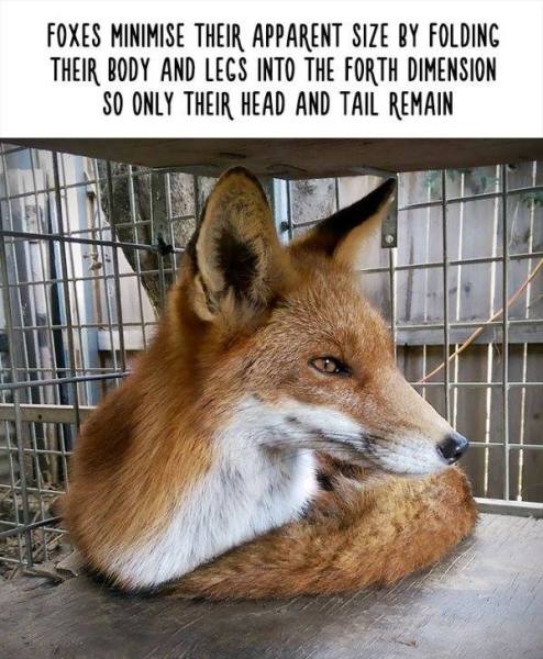27 Totally Useless Animal Facts That Will Make You Laugh