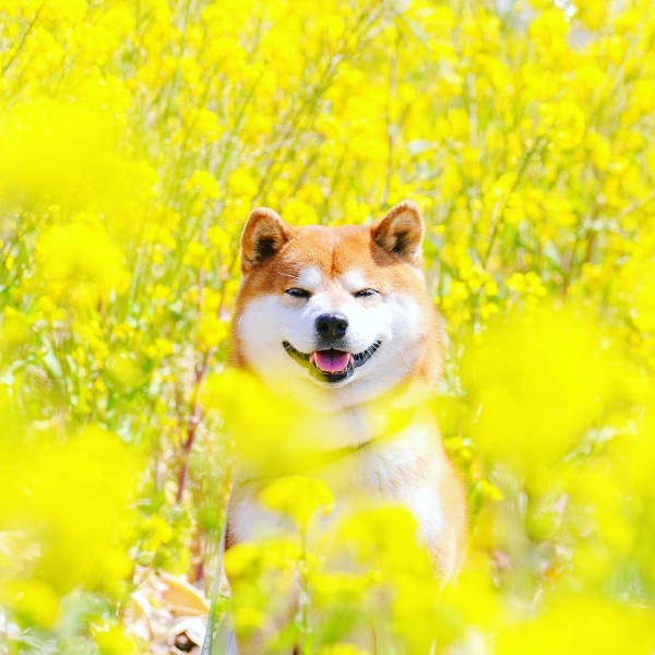 Fall in love 14 times with this adorable Shiba Inu!