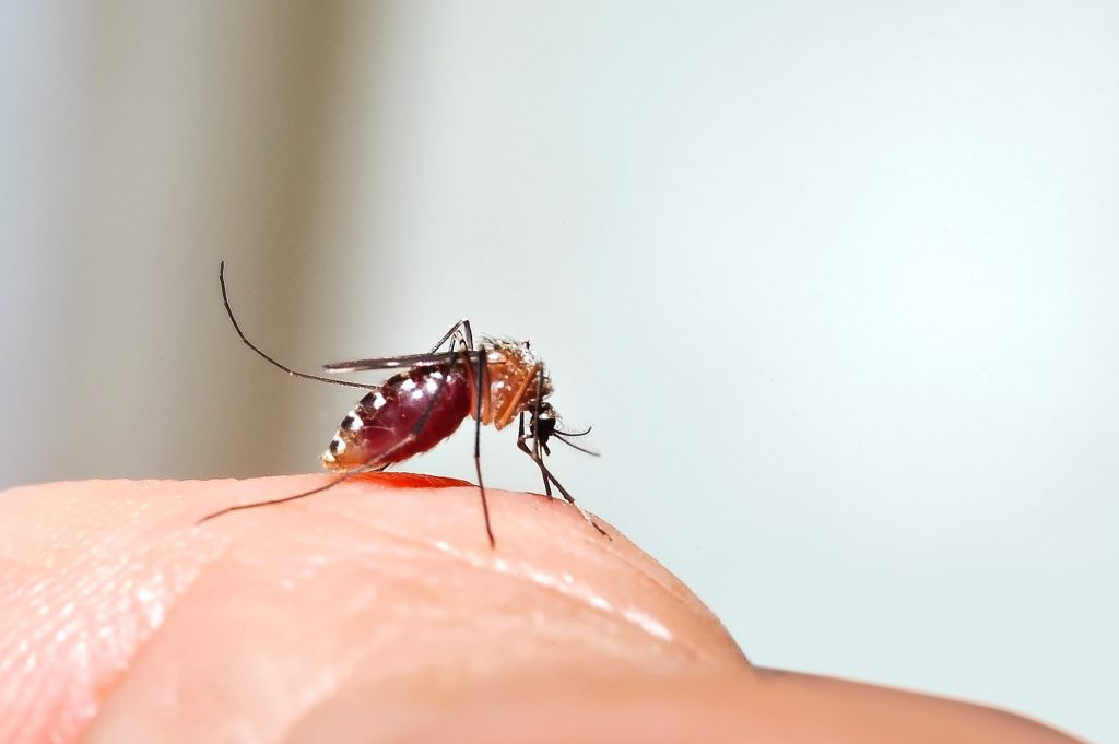Zika: causa, sintomas e tratamento