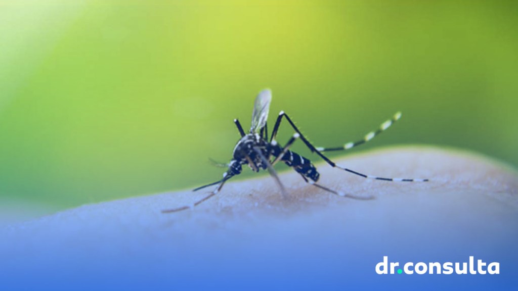 Dengue: sintomas, tratamentos e tudo que você precisa saber!