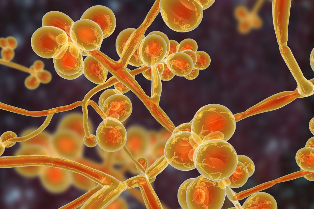 Candida auris: fungo causa infecção resistente