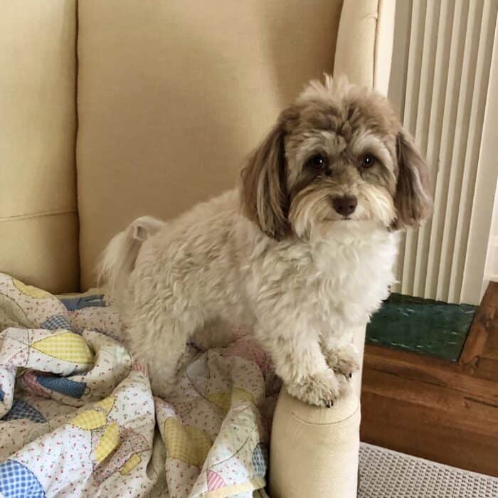 havanese dog standing on arm of cream chair with a quilt in chair