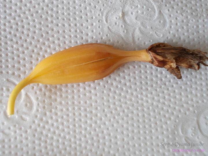 Cápsula de sementes de uma orquídea