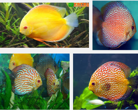 Budidaya Ikan Discus