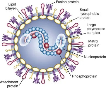 Respiratory Syncytial Virus Rsv Rakyat Biologi