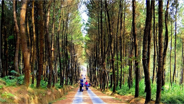 hutan pinus manikliyu  hutan pinus glagalinggah  sejarah desa manikliyu  glagah linggah  hutan pinus karangasem  hutan pinus suter  hutan pinus sukawana  Hutan Pinus Manikliyu, Spot Foto Instagramable Dan Prewedding Yang Keren  Hutan Pinus Manikliyu adalah tempat wisata yang menarik yang terdapat di Bali. Jika kamu mencari spot foto yang kekinian tapi dengan suasana alami ?  maka Hutan Pinus Manikliyu adalah pilahannya.  Penasaran ?  simak artikel berikut ini !  Hutan Pinus Manikliyu merupakan tempat wisata yang kekinian bisa menjadi rekomendasi bagi kamu yang sedang berlibur di Bali. Walaupun ini terletak di sebuah hutan, bukan berarti tempat ini tidak aman dikunjungi.  Hutan Pinus Manikliyu ini sudah dibuka dan dibuat menjadi objek wisata yang sangat ramah dan nyaman dikunjungi. Di tempat ini sendiri sudah dilengkapi dengan beberapa fasilitas, ya walaupun sederhana tapi sudah cukup untuk melengkapi tempat ini.  Lokasi Hutan Pinus Manikliyu Hutan Pinus Manikliyu ini terletak di sebuah desa di Kecamatan Kintamani, Kabupaten Bangli, Bali.  Jika kamu sedang jalan-jalan di Kintamani, tidak ada salahnya mencoba berkunjung ke tempat ini.  Jika kamu sedang berada di dekat Pura Ulun Danu Batur atau sedang berada di seputaran Jalan Kintamani, Hutan Pinus Manikliyu ini ada di seputaran sana. Sedikit ke sebelah Utara Pura Ulun Danu Batur.  Dari Denpasar senidiri dapat ditempuh dengan kendaraan apapun untuk ke Hutan Pinus Manikliyu dan hanya memerlukan waktu kurang lebih 2 jam. Perjalanan yang yang bisa dibilang sebentar jika mencari tempat wisata di kawasan Bali Utara.  Nikmati Bersua Foto Sepuasnya Jika kamu datang ke Hutan Pinus Manikliyu untuk mencari foto yang akan di upload di media social, maka kamu tidak salah memilih Hutan Pinus Manikliyu sebagai tempat wisata.   Hutan Pinus Manikliyu sendiri memang sudah banyak dikunjungi  oleh wisata. Tidak hanya wisatawan lokal, tepapi juga wisatawan mancanegara yang memang sedang berlibur di Bali terutama yang sedang berada di daerah Kintamani.  Kebanyak yang mengunjungi Hutan Pinus Manikliyu ini adalah remaja-remaja yang menang sedang jalan-jaln untuk mencari wisata yang instagramable.  Ya itulah khas anak remaja jaman now. Tidak lengap rasanya mengunjungi suatu tempat tanpa mengunggah satu buah foto terbaik untuk dipamerkan di medsos.  Karna tempat ini mulai banyak dikunjungi, maka warga sekitar berinisiatif untuk membuka Hutan Pinus Manikliyu ini agar lebih cantik saat dikunjungi wisatawan. Warga sekitar Hutan Pinus Manikliyu ini dibuatkan sebuah ayunan sederhada untuk melengkapi tempat ini.  Kesan pertama Hutan Pinus Manikliyu ini masih sangat alami dengan pohon pinus yang sudah tua. Walaupun pohon-pohon pinus yang ada disini sudah tua, tidak rasa mencekam atau seram yang dirasakan selama ada di tempat ini.  Yang ada hanya rasa tenang dan nyaman dengan rerimbunan pohon pinus yang menjulang, membuat kamu akan merasakan keasrian Hutan Pinus Manikliyu.   Sejauh mata memandang, kamu hanya akan melihat hamparan pohon pinus yang menjulang tinggi di tempat ini. Hampir tidak ada pohon lain yang bisa kamu lihat. Paling tidak kamu akan melihat rumput-rumput yang cukup tinggi menunjukan Hutan Pinus Manikliyu ini adalah sebuah hiutan.  Tapi karena haparan hutan pinus ini lah yang menjadi daya Tarik bagi wisatawan yang berkunjung di Hutan Pinus Manikliyu. Berfoto dengan background pohon pinus ini dapat membuat fotomu terlihat lebih artisttik.  Tapi jika kamu melihat foto-foto dengan pemandangan Hutan Pinus Manikliyu di internet, pastikan kamu mengajak teman kamu yang jago foto dan editing. Karena dibalik foto Instagram yang kece, terdapat teman yang rela berkorban untuk menghasilkan sebuah foto yang instagramable.  Karena daya tarik Hutan Pinus Manikliyu ini, tidak hanya wisatawan yang mencari foto untuk sosmed saja yang datang. Tapi terkadang ada yang berkunjung di Hutan Pinus Manikliyu ini untuk membuat foto prewedding.  Tidak heran sih tempat ini dijadikan foto prewedding. Karena dengan kondisi alam, foto prewedding di Hutan Pinus Manikliyu sangat cocok untuk pasangan yang menginginkan foto prewdding dengan tema kasual maupun romantis.  Jadi itulah bagaimana Hutan Pinus Manikliyu yang menjadi tempat foto instagramable bagi para anak muda maupun bagi pasangan yang hendak mencari foto untuk prawedding.  So, apakah kamu tertarik untuk mengunjungi tempat ini ?