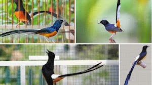 Cara Sukses Beternak Murai Batu