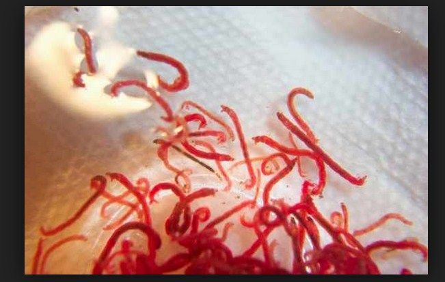 Makanan Alternatif  Ikan Cupang yang Baik Untuk Pertumbuhan