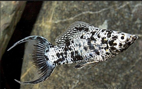 Info Tentang Ikan Hias Marmer Lyretail Molly yang Cantik 