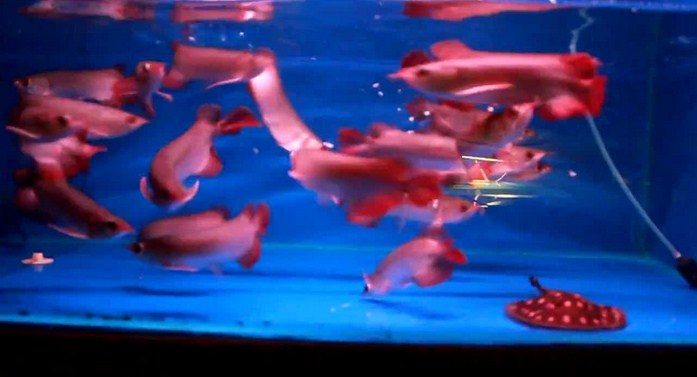 Ini Dia Harga Anakan Ikan Arwana Super Red 