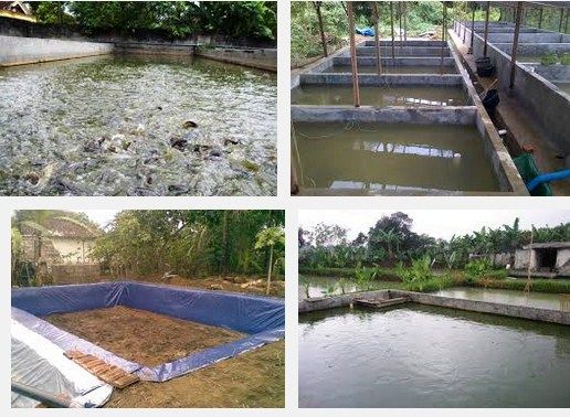 Ini Dia Panduan Cara Budiddaya Ikan Lele Di Kolam Semen 