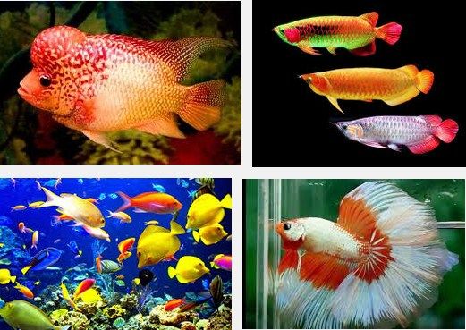 Perawatan Burayak Ikan Hias dalam Akuarium 