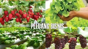 Bisnis Tanaman Hidroponik