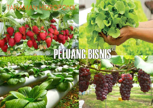 usaha sampingan hidroponik dilahan sempit