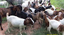 Harga Kambing Hari Ini September 2023