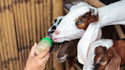 Budidaya Kambing Etawa