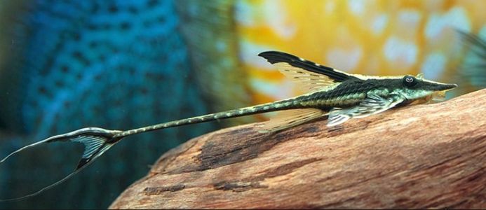 Jenis Ikan Hias Terbaru Royal Farlowella