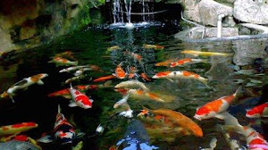 Peluang usaha Budidaya Ikan Koi