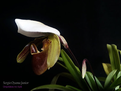 Orquídea Paphiopedilum Leeanum