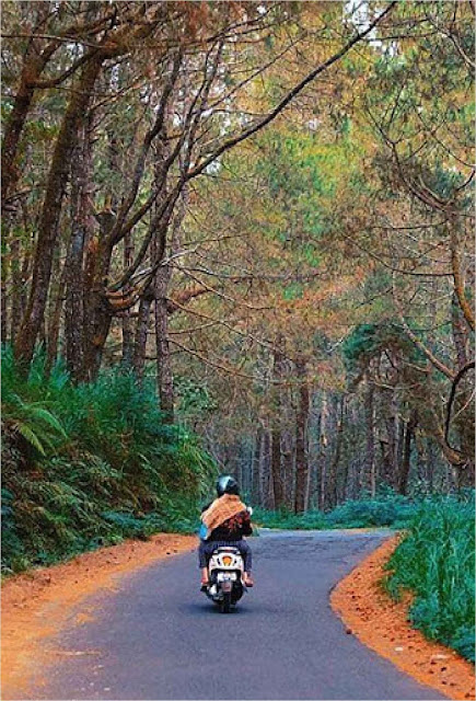 Hutan Pinus Manikliyu, Spot Foto Instagramable Dan Prewedding Yang Keren hutan pinus manikliyu hutan pinus glagalinggah sejarah desa manikliyu glagah linggah hutan pinus karangasem hutan pinus suter hutan pinus sukawana Hutan Pinus Manikliyu, Spot Foto Instagramable Dan Prewedding Yang Keren Hutan Pinus Manikliyu adalah tempat wisata yang menarik yang terdapat di Bali. Jika kamu mencari spot foto yang kekinian tapi dengan suasana alami ? maka Hutan Pinus Manikliyu adalah pilahannya. Penasaran ? simak artikel berikut ini ! Hutan Pinus Manikliyu merupakan tempat wisata yang kekinian bisa menjadi rekomendasi bagi kamu yang sedang berlibur di Bali. Walaupun ini terletak di sebuah hutan, bukan berarti tempat ini tidak aman dikunjungi. Hutan Pinus Manikliyu ini sudah dibuka dan dibuat menjadi objek wisata yang sangat ramah dan nyaman dikunjungi. Di tempat ini sendiri sudah dilengkapi dengan beberapa fasilitas, ya walaupun sederhana tapi sudah cukup untuk melengkapi tempat ini. Lokasi Hutan Pinus Manikliyu Hutan Pinus Manikliyu ini terletak di sebuah desa di Kecamatan Kintamani, Kabupaten Bangli, Bali. Jika kamu sedang jalan-jalan di Kintamani, tidak ada salahnya mencoba berkunjung ke tempat ini. Jika kamu sedang berada di dekat Pura Ulun Danu Batur atau sedang berada di seputaran Jalan Kintamani, Hutan Pinus Manikliyu ini ada di seputaran sana. Sedikit ke sebelah Utara Pura Ulun Danu Batur. Dari Denpasar senidiri dapat ditempuh dengan kendaraan apapun untuk ke Hutan Pinus Manikliyu dan hanya memerlukan waktu kurang lebih 2 jam. Perjalanan yang yang bisa dibilang sebentar jika mencari tempat wisata di kawasan Bali Utara. Nikmati Bersua Foto Sepuasnya Jika kamu datang ke Hutan Pinus Manikliyu untuk mencari foto yang akan di upload di media social, maka kamu tidak salah memilih Hutan Pinus Manikliyu sebagai tempat wisata. Hutan Pinus Manikliyu sendiri memang sudah banyak dikunjungi oleh wisata. Tidak hanya wisatawan lokal, tepapi juga wisatawan mancanegara yang memang sedang berlibur di Bali terutama yang sedang berada di daerah Kintamani. Kebanyak yang mengunjungi Hutan Pinus Manikliyu ini adalah remaja-remaja yang menang sedang jalan-jaln untuk mencari wisata yang instagramable. Ya itulah khas anak remaja jaman now. Tidak lengap rasanya mengunjungi suatu tempat tanpa mengunggah satu buah foto terbaik untuk dipamerkan di medsos. Karna tempat ini mulai banyak dikunjungi, maka warga sekitar berinisiatif untuk membuka Hutan Pinus Manikliyu ini agar lebih cantik saat dikunjungi wisatawan. Warga sekitar Hutan Pinus Manikliyu ini dibuatkan sebuah ayunan sederhada untuk melengkapi tempat ini. Kesan pertama Hutan Pinus Manikliyu ini masih sangat alami dengan pohon pinus yang sudah tua. Walaupun pohon-pohon pinus yang ada disini sudah tua, tidak rasa mencekam atau seram yang dirasakan selama ada di tempat ini. Yang ada hanya rasa tenang dan nyaman dengan rerimbunan pohon pinus yang menjulang, membuat kamu akan merasakan keasrian Hutan Pinus Manikliyu. Sejauh mata memandang, kamu hanya akan melihat hamparan pohon pinus yang menjulang tinggi di tempat ini. Hampir tidak ada pohon lain yang bisa kamu lihat. Paling tidak kamu akan melihat rumput-rumput yang cukup tinggi menunjukan Hutan Pinus Manikliyu ini adalah sebuah hiutan. Tapi karena haparan hutan pinus ini lah yang menjadi daya Tarik bagi wisatawan yang berkunjung di Hutan Pinus Manikliyu. Berfoto dengan background pohon pinus ini dapat membuat fotomu terlihat lebih artisttik. Tapi jika kamu melihat foto-foto dengan pemandangan Hutan Pinus Manikliyu di internet, pastikan kamu mengajak teman kamu yang jago foto dan editing. Karena dibalik foto Instagram yang kece, terdapat teman yang rela berkorban untuk menghasilkan sebuah foto yang instagramable. Karena daya tarik Hutan Pinus Manikliyu ini, tidak hanya wisatawan yang mencari foto untuk sosmed saja yang datang. Tapi terkadang ada yang berkunjung di Hutan Pinus Manikliyu ini untuk membuat foto prewedding. Tidak heran sih tempat ini dijadikan foto prewedding. Karena dengan kondisi alam, foto prewedding di Hutan Pinus Manikliyu sangat cocok untuk pasangan yang menginginkan foto prewdding dengan tema kasual maupun romantis. Jadi itulah bagaimana Hutan Pinus Manikliyu yang menjadi tempat foto instagramable bagi para anak muda maupun bagi pasangan yang hendak mencari foto untuk prawedding. So, apakah kamu tertarik untuk mengunjungi tempat ini ?