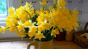 [96+] Cytisus En Pot